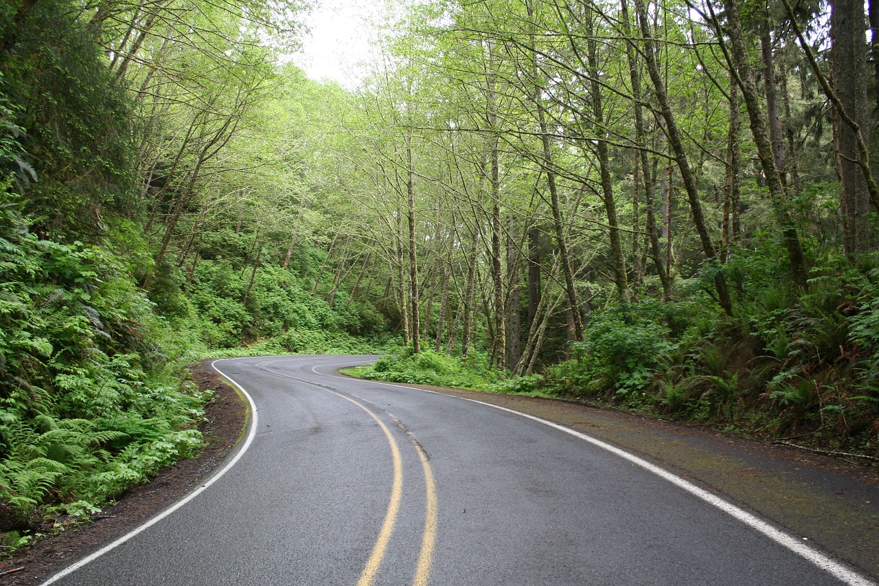 road, wood, nature